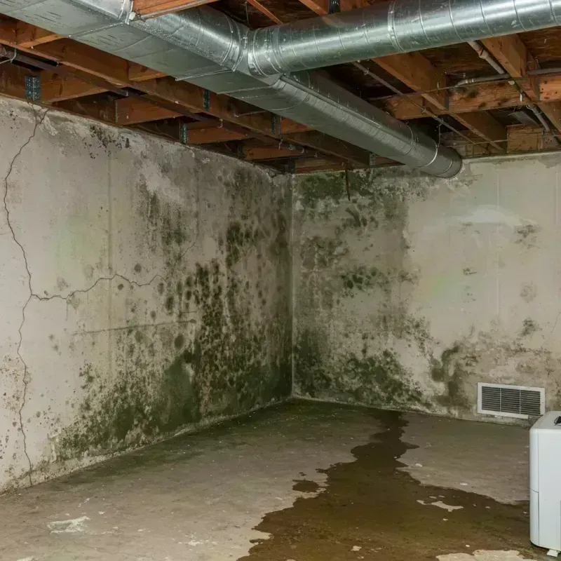 Professional Mold Removal in Winner, SD